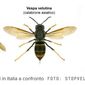 Le vespe
