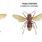 vespe