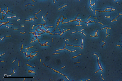 lactobacillus
