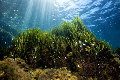 Acidificazione oceani 