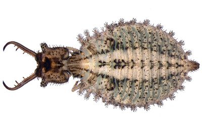 larve fossili di formicaleoni estinti