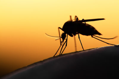Mosquito Alert Italia