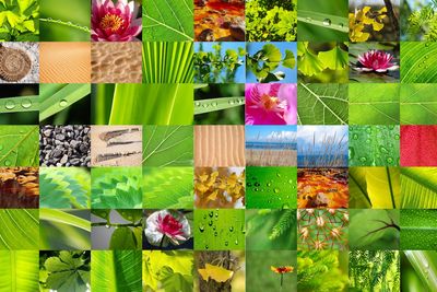 biodiversity