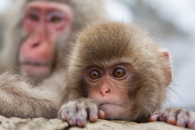 Macaca sylvanus
