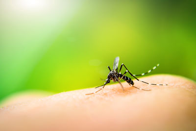 Mosquito Alert Italia