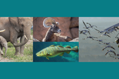 animali