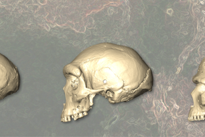 homo sapiens origine
