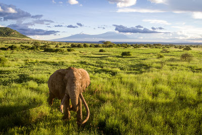 Biodiversità globale conservazione