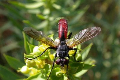 insetti parassitoidi