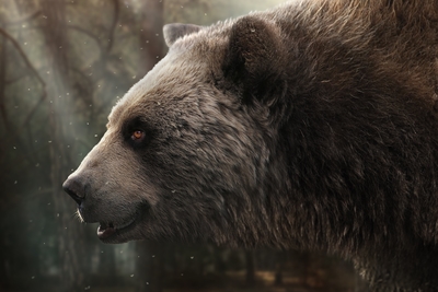 Agriotherium