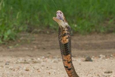 Cobra sputatore