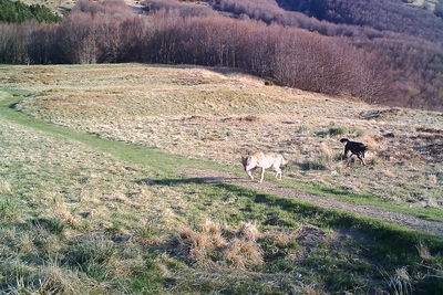 Ibridi cane-lupo