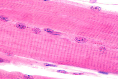 fibre muscolari