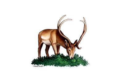 ungulati erbivori