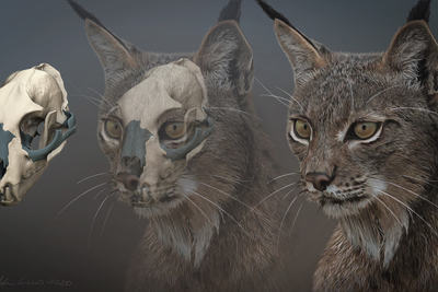 Lince pardina