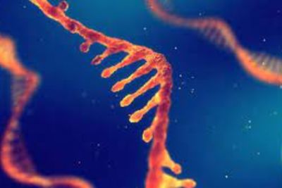 RNA