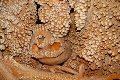 uomo altamura denti