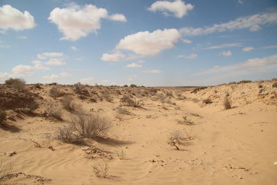 credits: Missione Archeologica nel Sahara Sapienza Università di Roma - INP, Tunis  OK PROF 