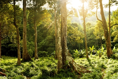 wilderness